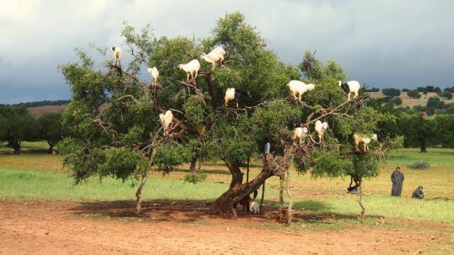 goats-in-trees-near…